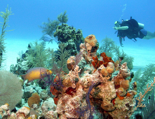 Bahamas Reef Life