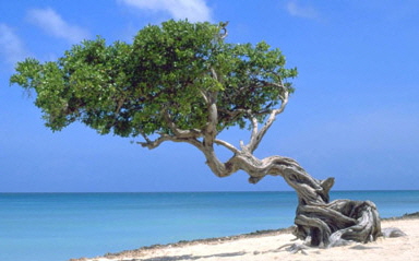 Aruba_divi-divi_tree Aruba_divi-divi_tree