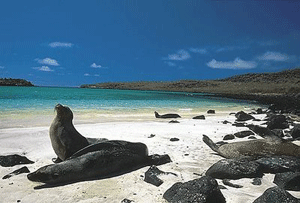 Seals-Galapagos-Islands-Ecu