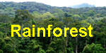 Rainforest1