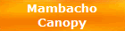 Mambach_Canopy