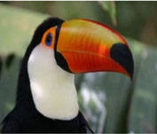 Toucan sml