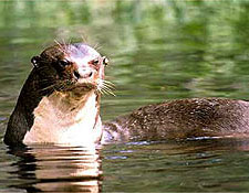 Suriname Giant River Otter