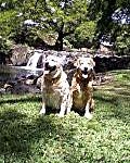 hnlhulagirl goldens Hoku and Kapua