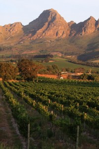 South African Vineyard