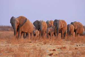 Elephants-in-Namibia