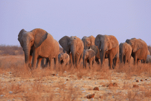 Elephants in Namibia