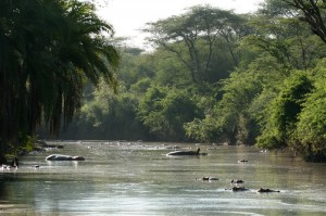 Serangeti Safari, Tanzania