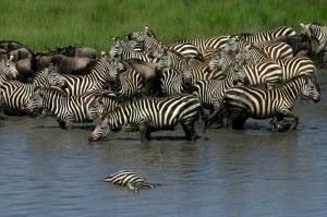 Zebras, Tanzania