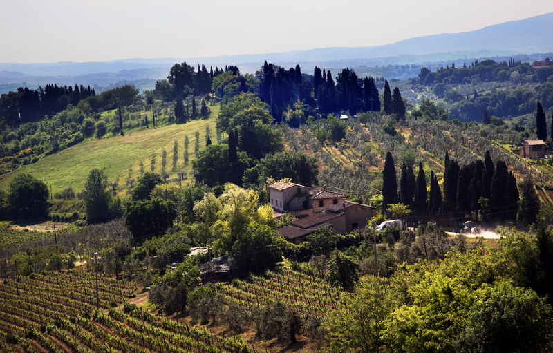 Rolling Hills and Tuscany Vineyard, San Gimignano, Italy