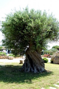 Ancient olive tree Ostuni, Italy