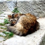 Apricale cats, Liguria, Italy