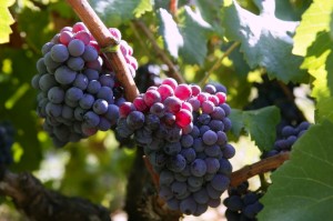 Black red grape for wine production in Spain