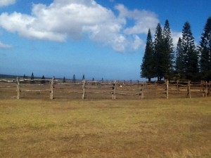 Norfolk Pines Lanai, Hawaii