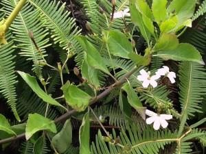 The Naupaka Flower Lanai, Hawaii Photo by R. Kongaika