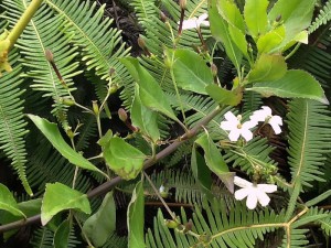 The Naupaka Flower Lanai, Hawaii Photo by R. Kongaika