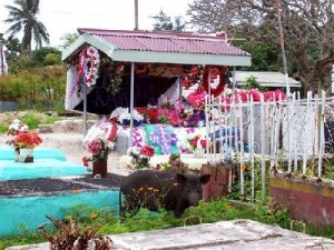 Tonga Cemetery with visiting pig