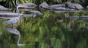 Blue Heron and Florida Aligators