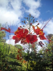 Foster's Flame Flowers, Foster Botanical Gardens Honolulu, Hawaii Copyright Ruth Elayne Kongaika