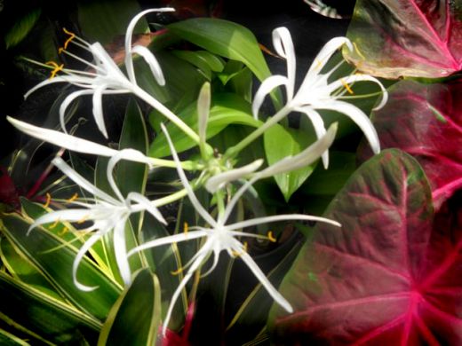 Foster’s White Lilies , Foster Botanical Gardens Honolulu, Hawaii Copyright Ruth Elayne Kongaika