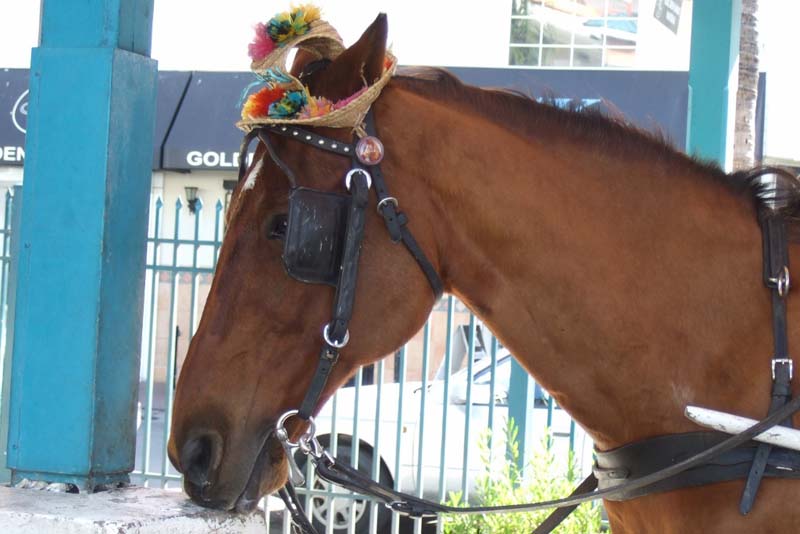 Nassau horse with hat, Nassau, Bahamas