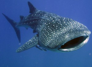 Whale Sharks