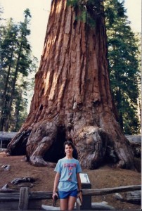 General Sherman Tree Kings Canyon Sequoia National Park, California