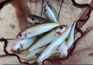 Oama, small goatfish, Oahu, Hawaii