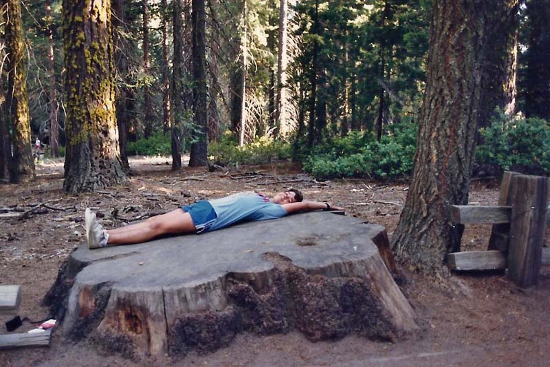 Tree Trunk Cut Sequoia Kings Canyon National Park, California
