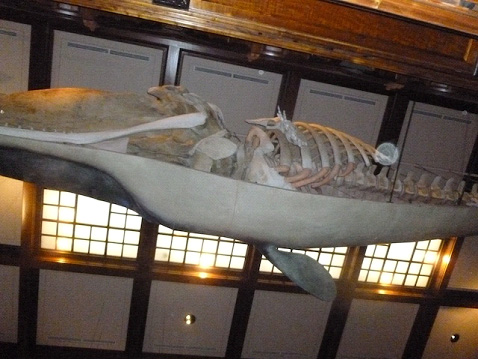 Impressive whale exhibit showing half of it with bones exposed (taken from below)
