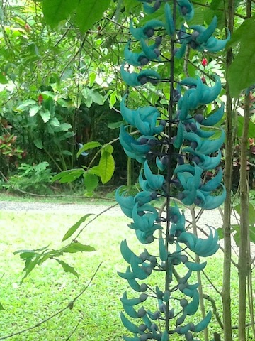 Jade Vine Garden of Eden, Maui, Hawaii Copyright Ruth Elayne Kongaika